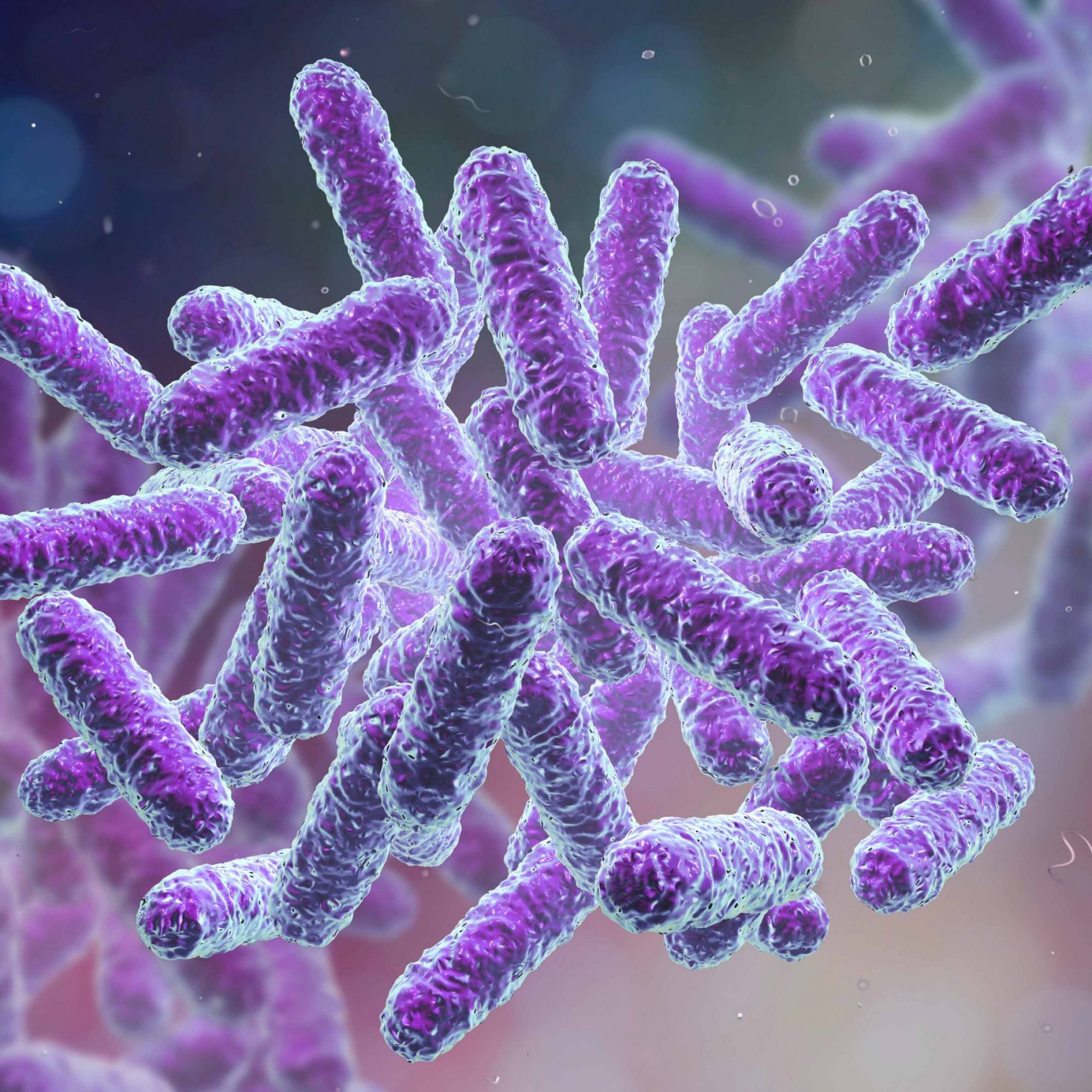 Bacteria Bacteria